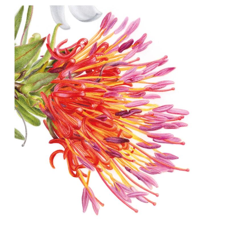 "Little matches" - Tristerix longibracteatus (Desr.) Barlow & Wiens